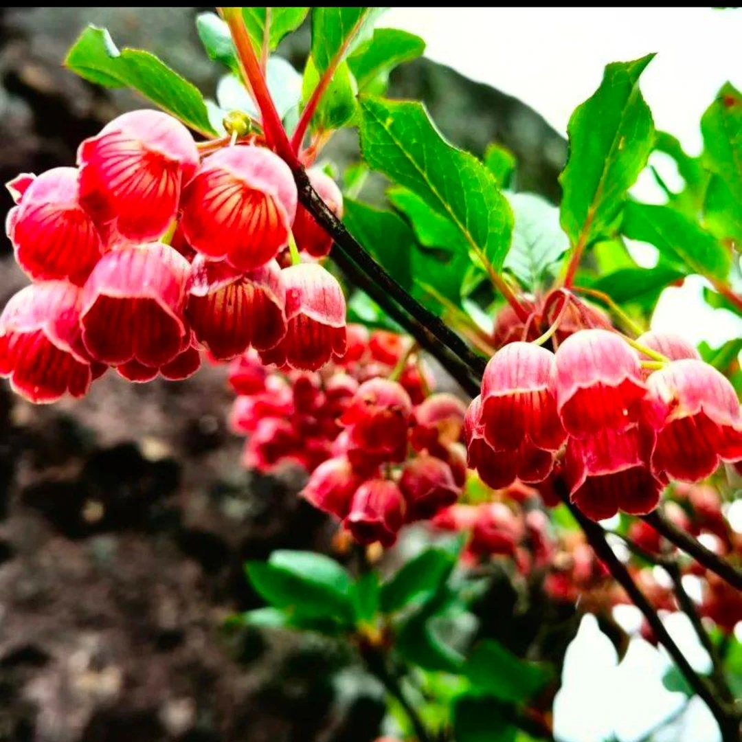 吊钟花灯笼杜鹃花盆栽室内观赏植物