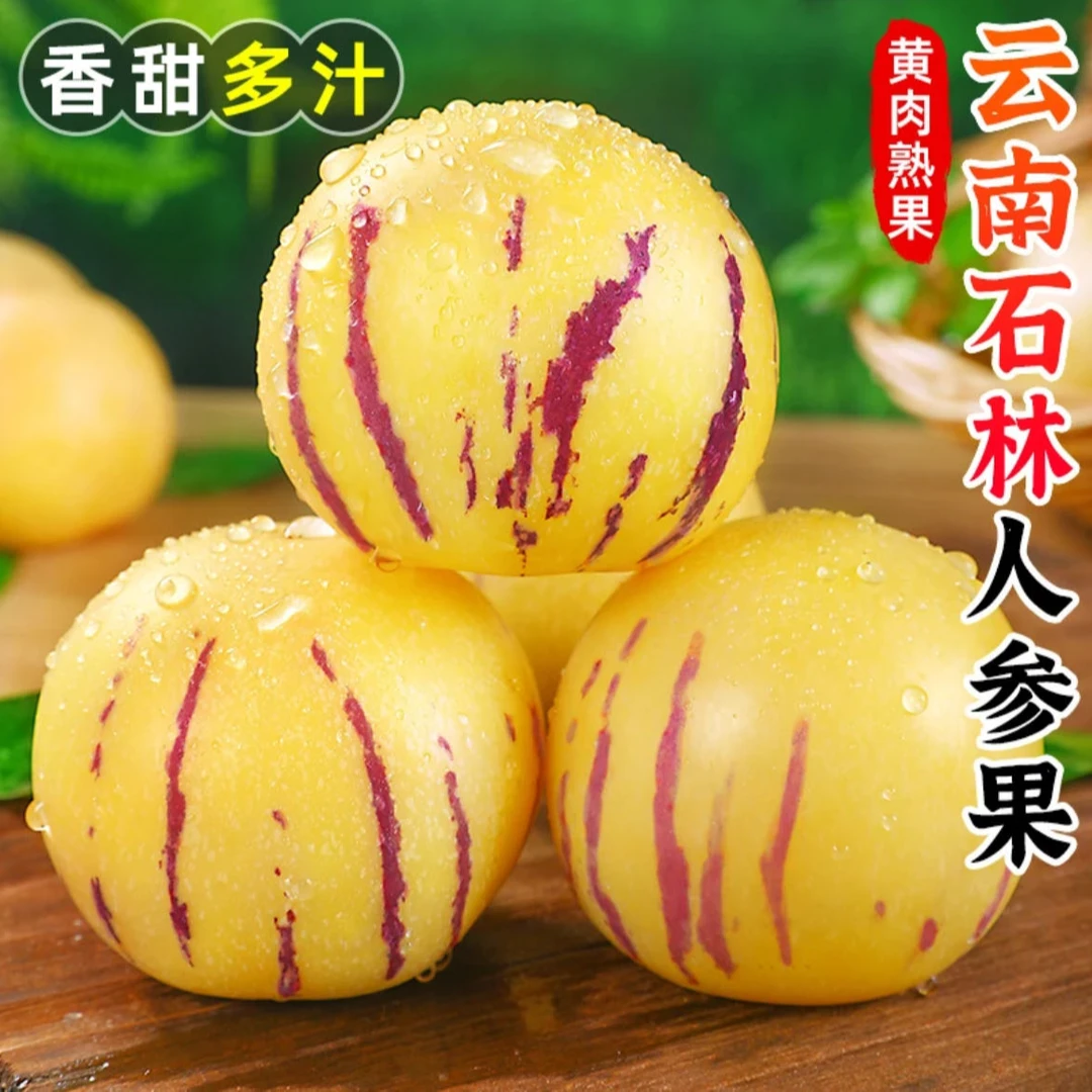 【5斤大果】云南高原人参果圆果当季新鲜孕妇水果黄肉人生果整箱