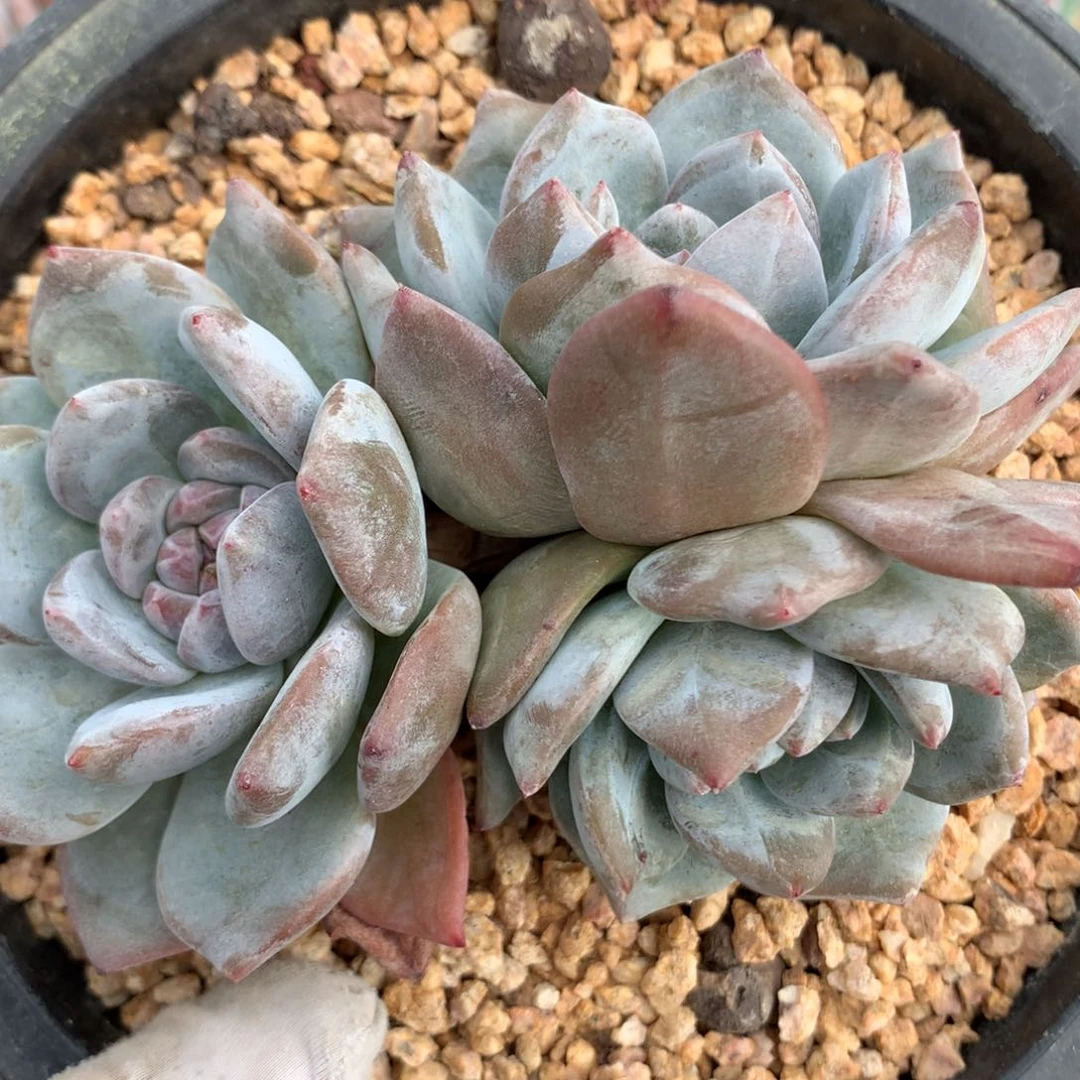 星影自然群老桩225588