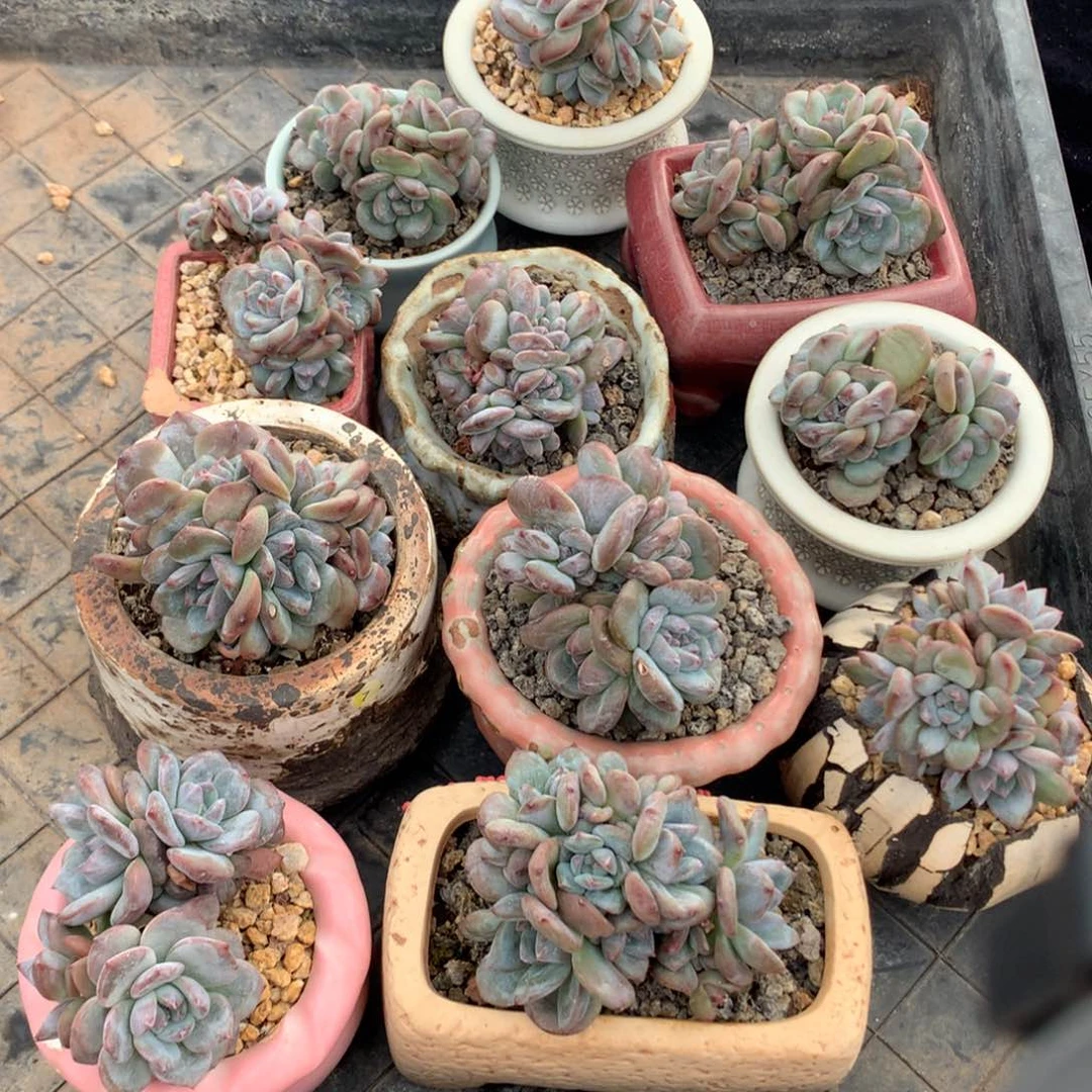 石榴籽星影11头打包特出
