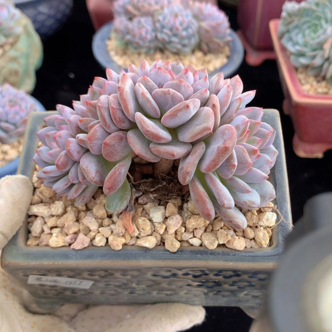 星星橙自然群小树