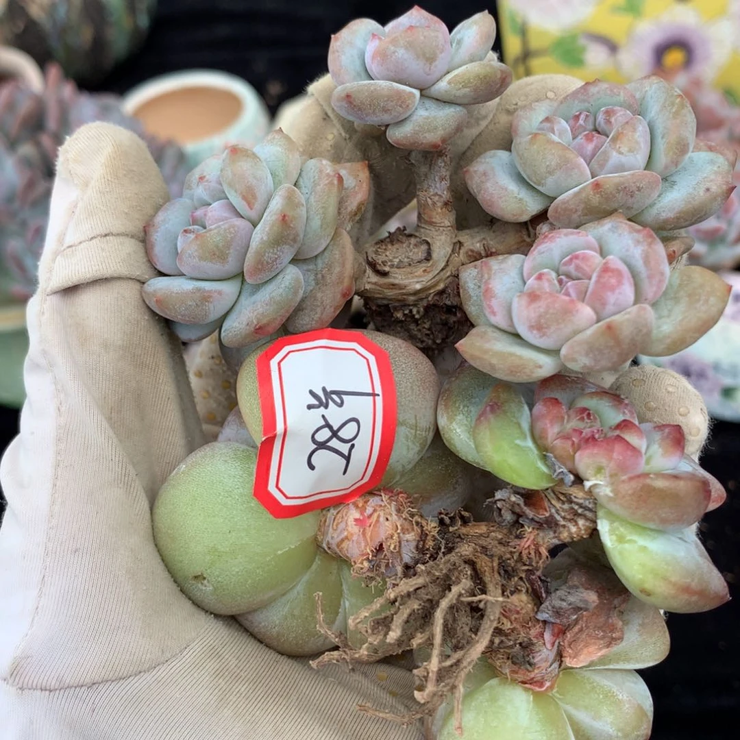 ?***?石榴籽星影2颗 新粉福利