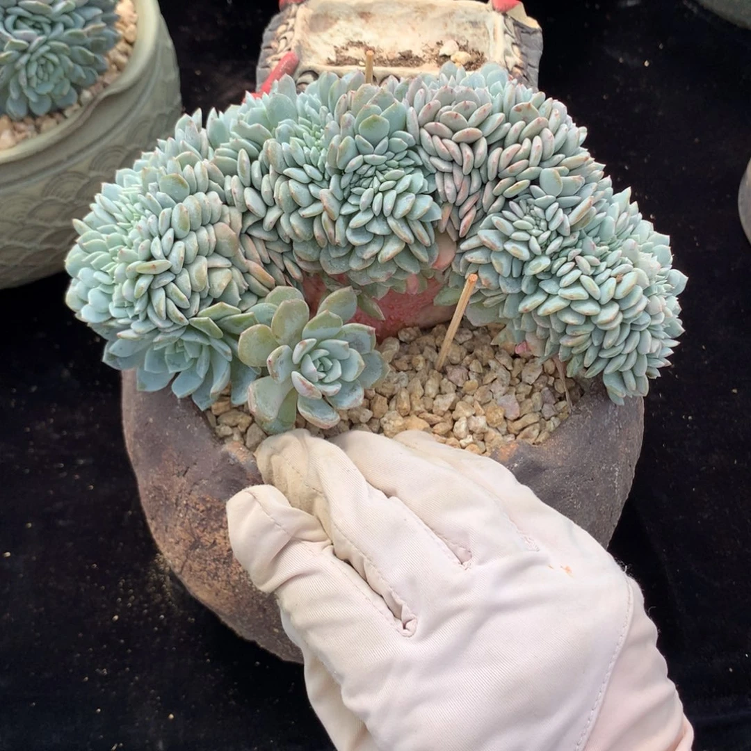 韩版海棠花 鸡腿缀福利可拍