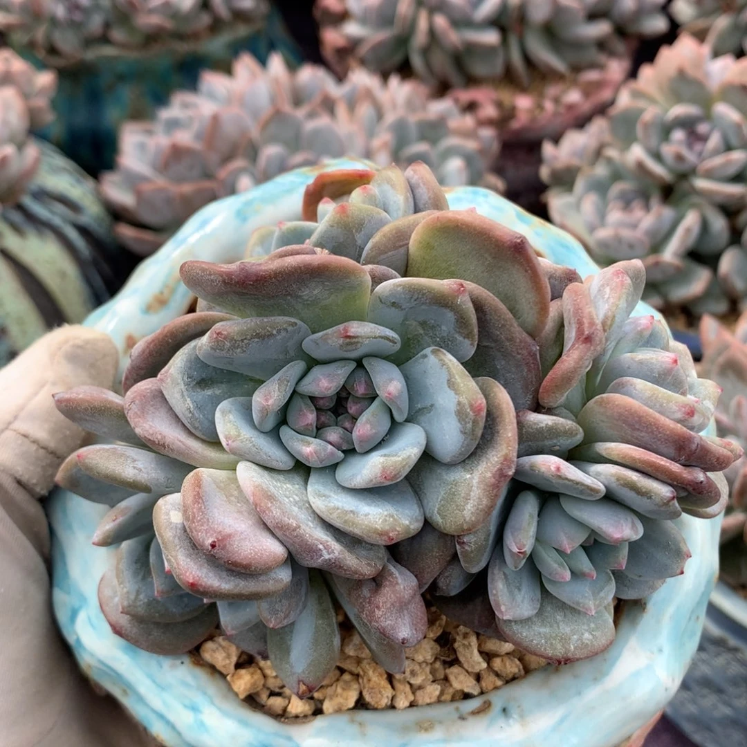 石榴籽星影自然群多头
