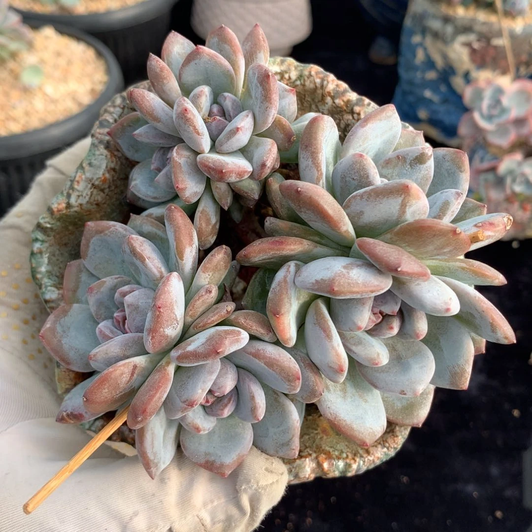 石榴籽星影老桩 福利特出