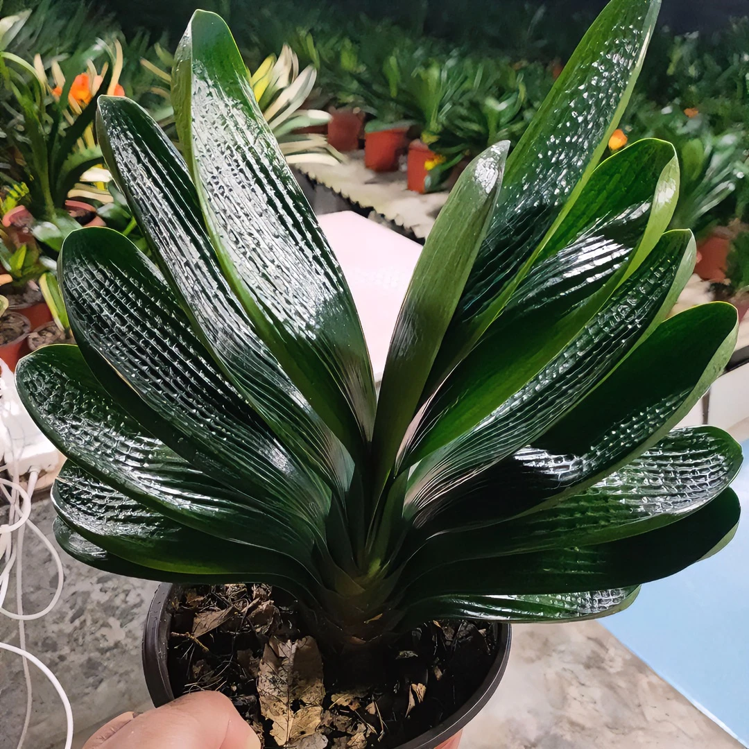 东北君子兰绿植花卉盆栽产地直销（直播间一物一拍，不要自己下单）