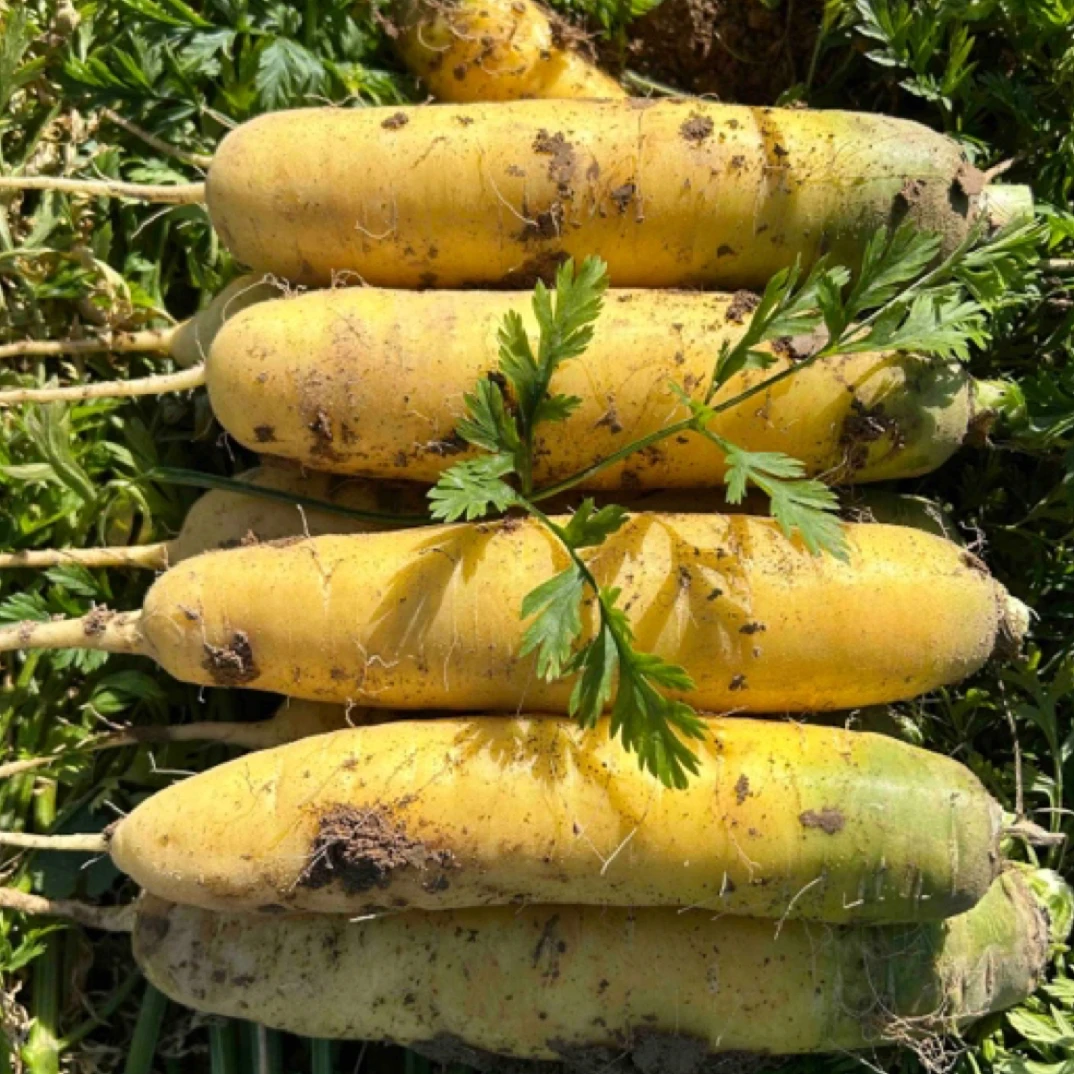 2025年新挖黄胡萝卜山西手抓饭的胡萝卜五斤九斤大果黄颜色临汾