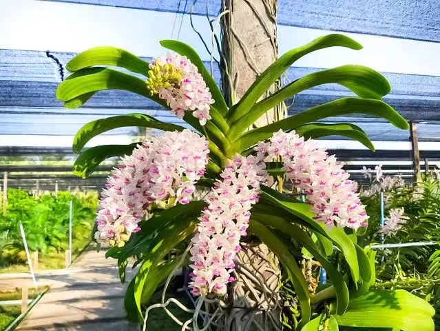 【泰国兰花“梦境”】万代兰 狐尾兰 洋兰 年宵花