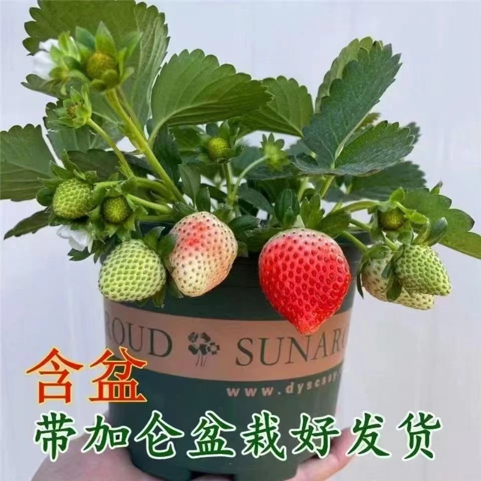 (原土原盆)奶油草莓秧苗盆栽四季草莓苗南北方庭院室内外阳台果树