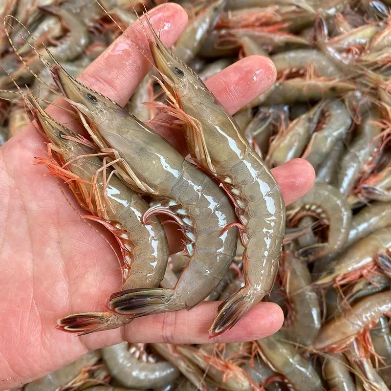 宁波东海海捕保存滑皮虾硬壳虾野生海捕蒸煮食用冷冻锁鲜顺丰快递