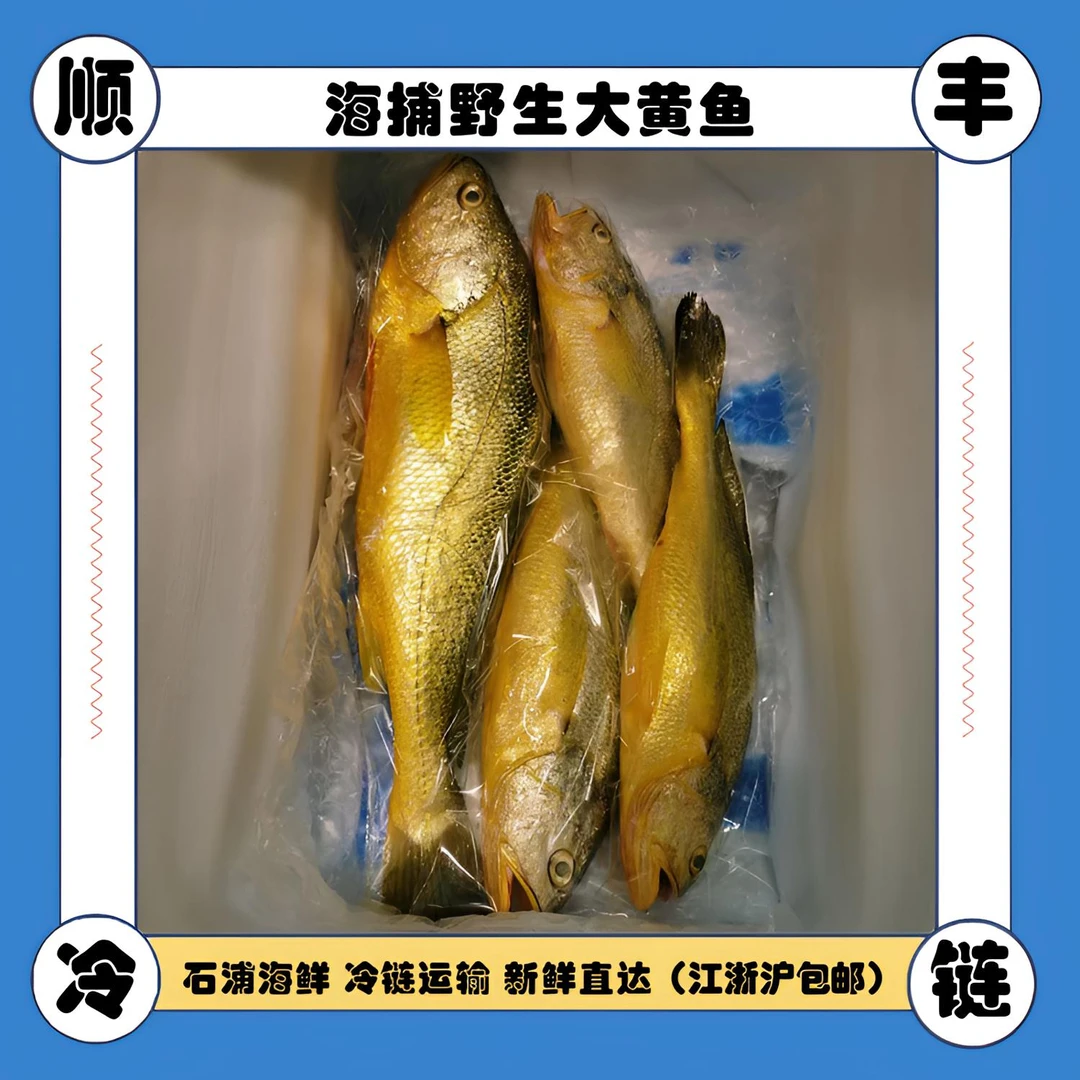 东海特产海钓海捕捞精品野 生大黄鱼新鲜捕捞 顺丰快递 口感细嫩