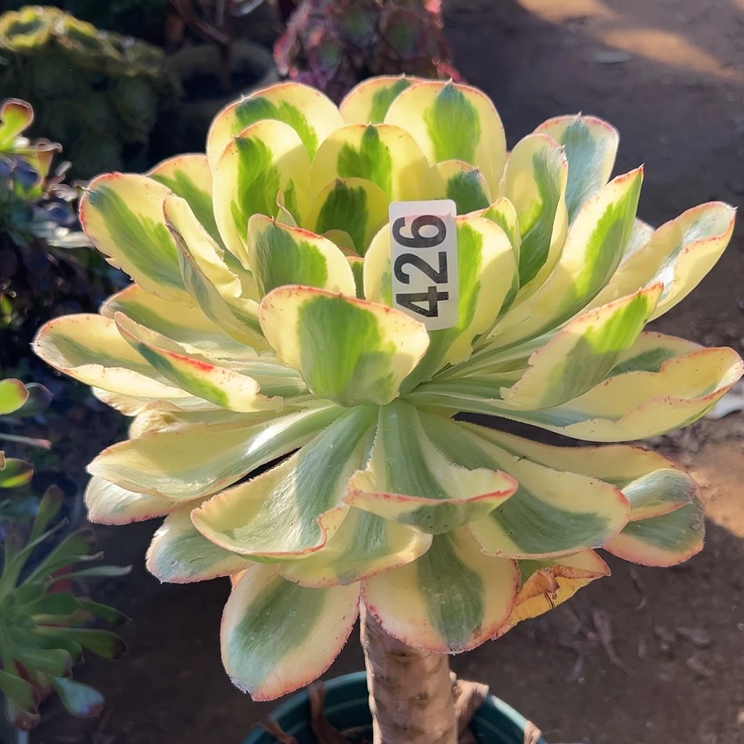 旷**粟多肉植物一个