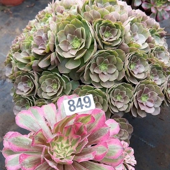 木****）多肉植物两个有烤伤