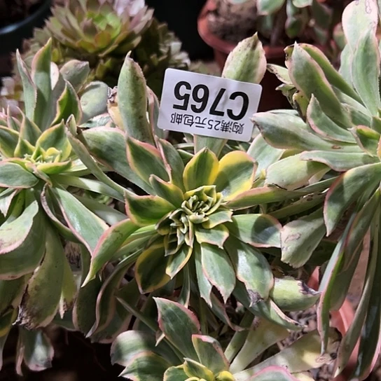 C多肉植物一个法师