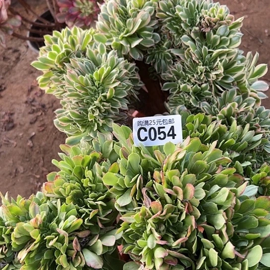 豁****つ多肉植物两个