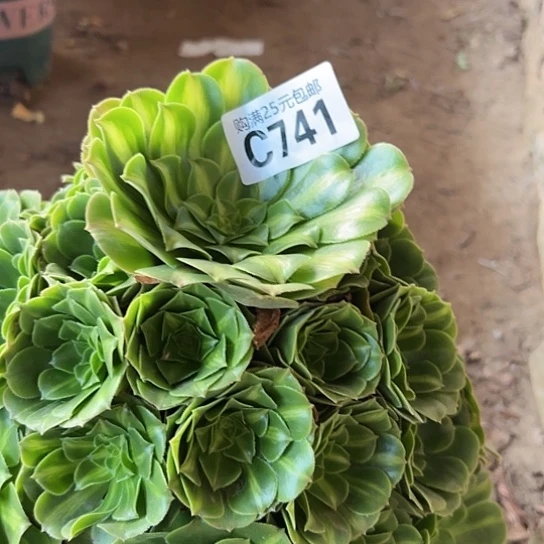 朲**短多肉植物一个