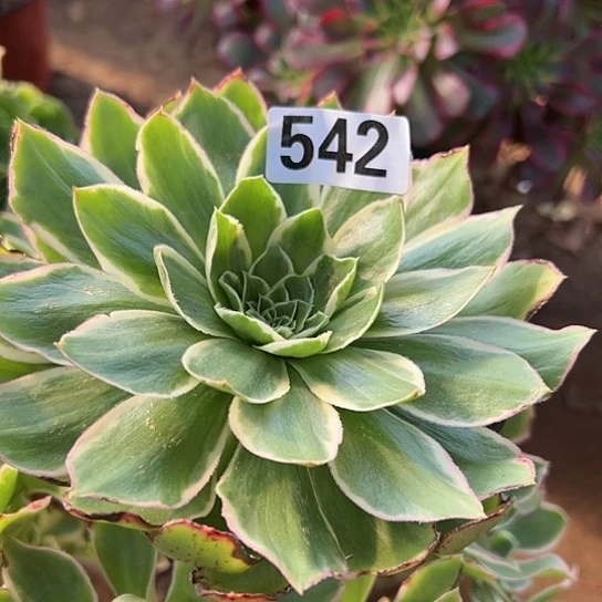 @*多肉植物一个法师