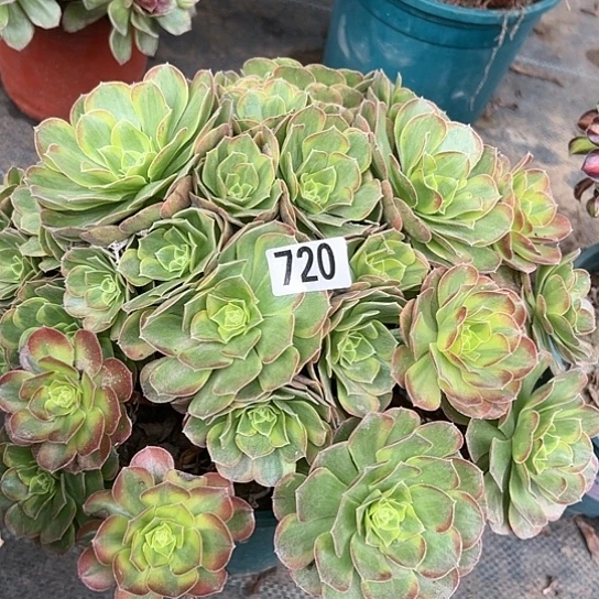 @*一颗多肉法师植物