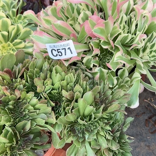 C多肉植物两个法师