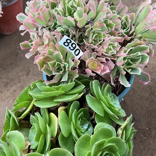 羽*多肉植物两个