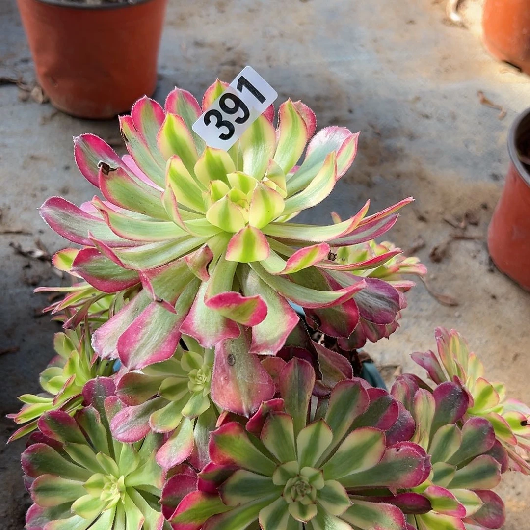 用****3多肉植物一个