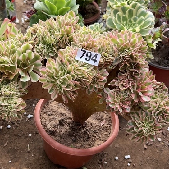 朲**短一颗多肉法师植物