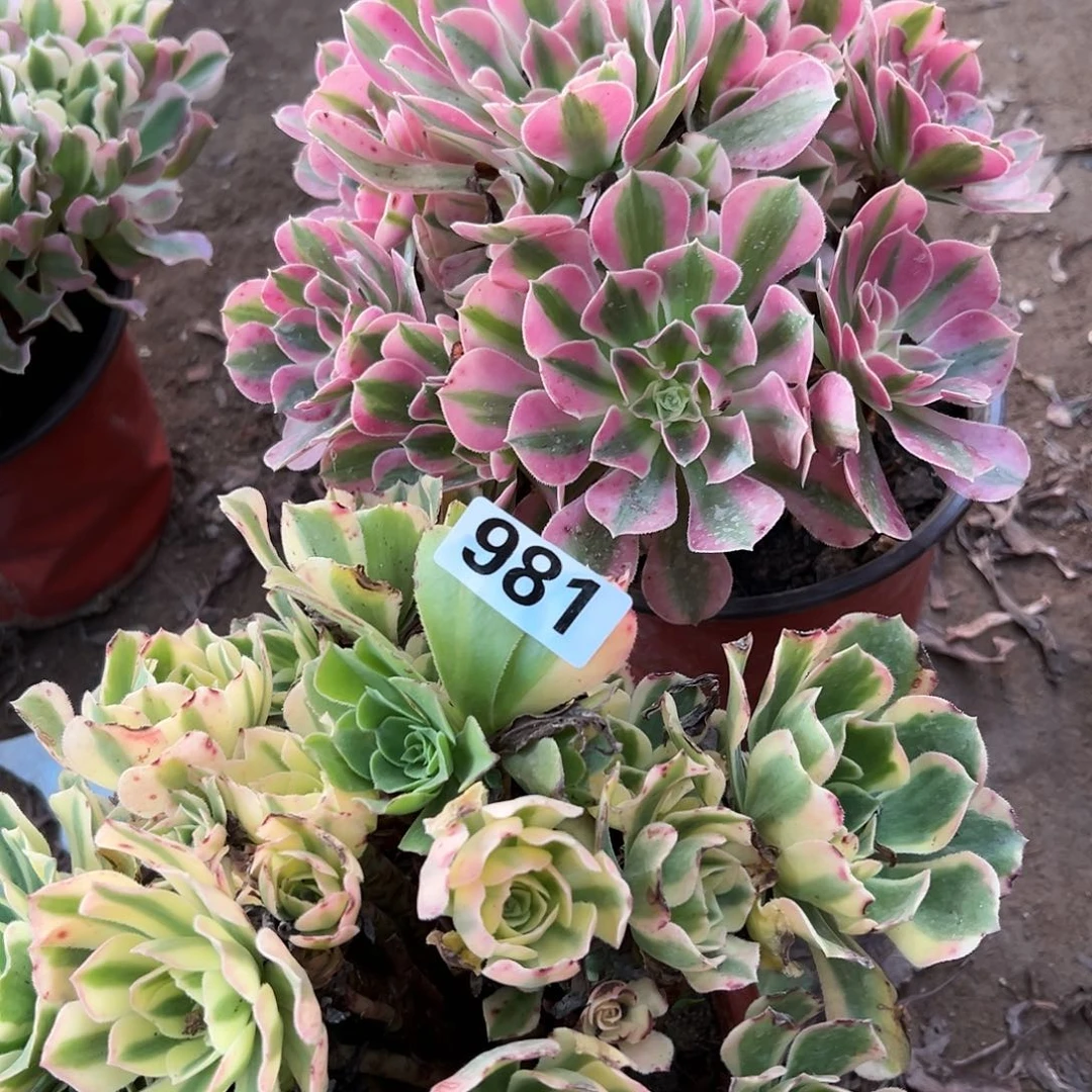 笑**虹多肉植物两个