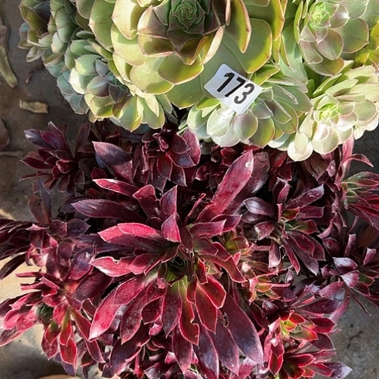 海**宿多肉植物两大个