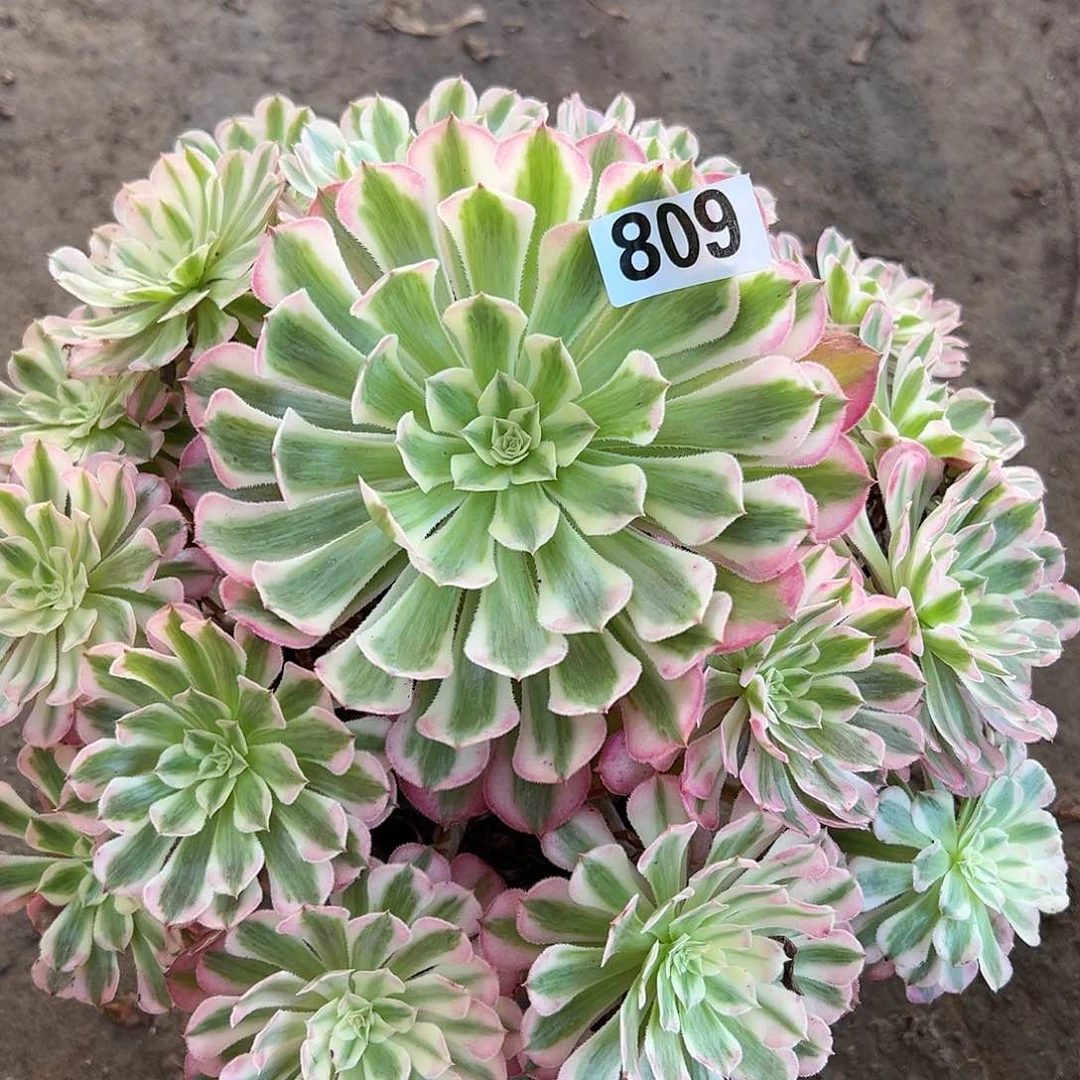 永*多肉植物一个