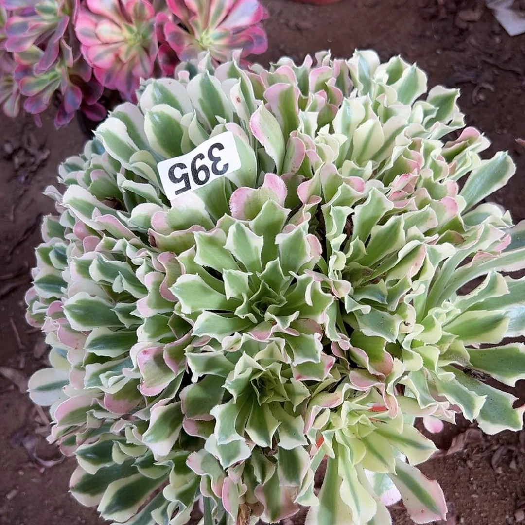 永****务多肉植物一个