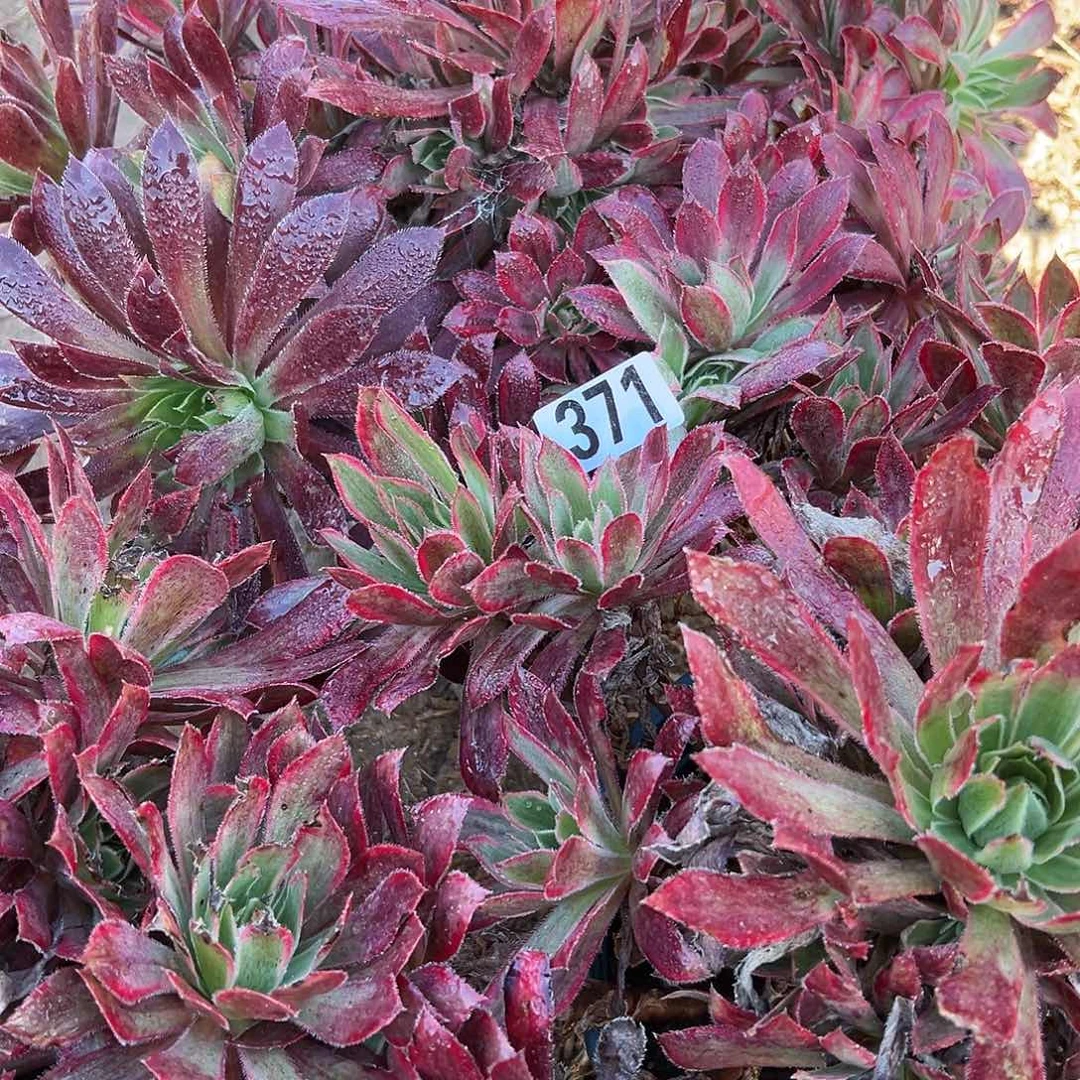 羽*多肉植物三个