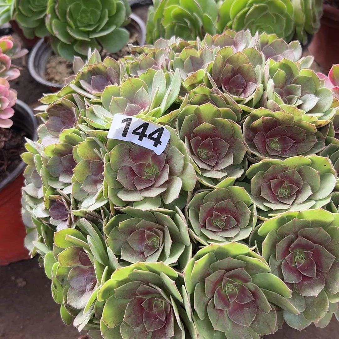酸*苦多肉植物一个