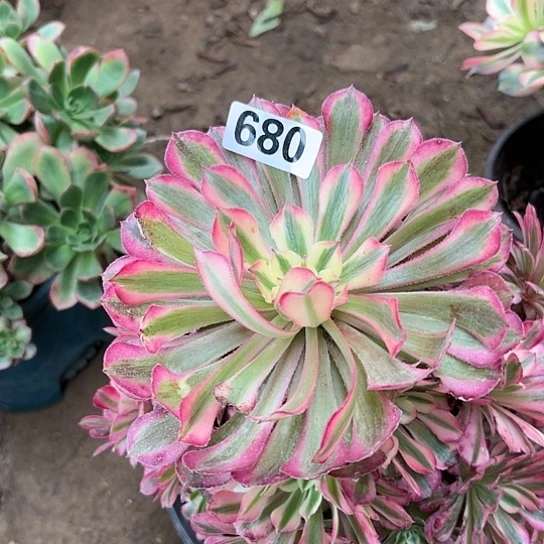 冷**8多肉植物一个