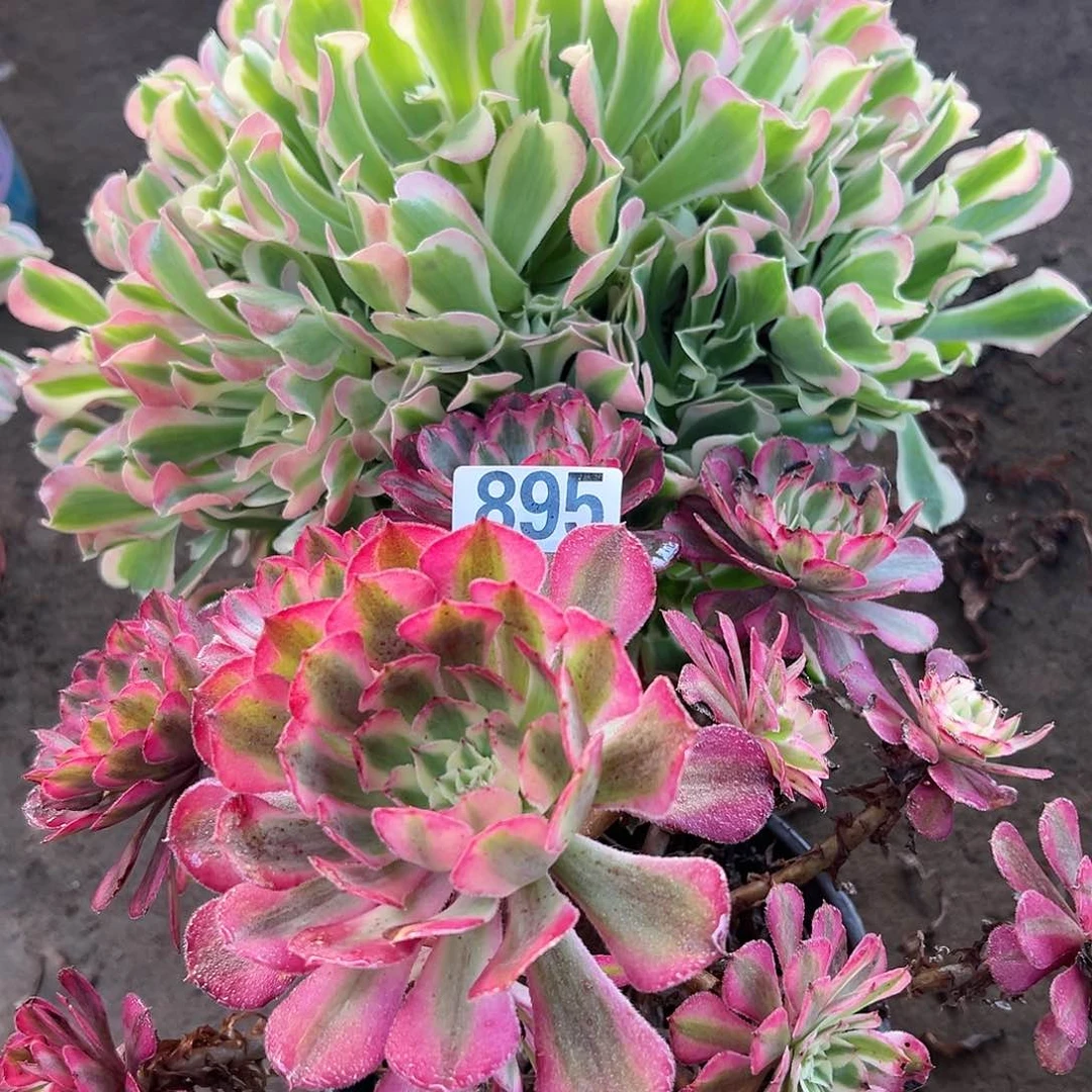 风**色多肉植物两个