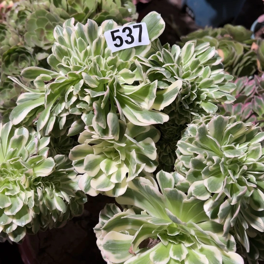 ╰****看一颗多肉植物法师