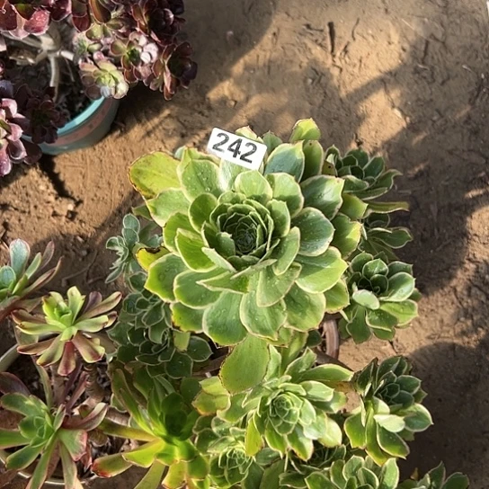 钧多肉植物一个法师