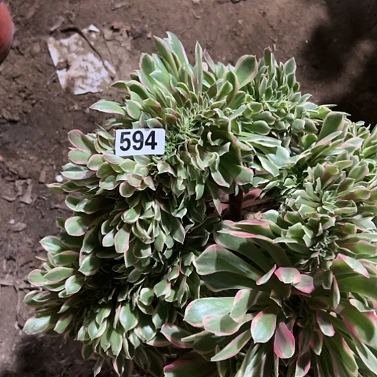 白**糖多肉植物一个