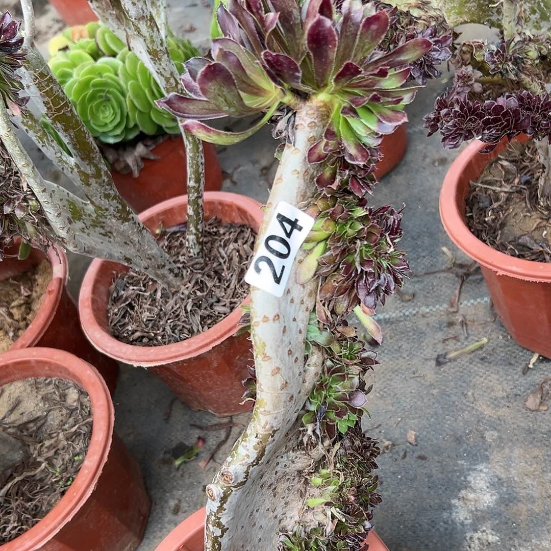 多****）多肉植物一个