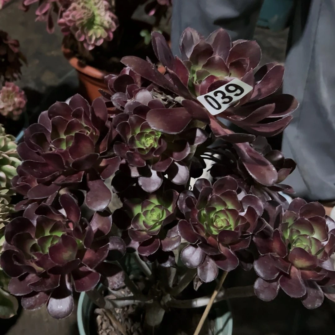 偶****妮一颗多肉法师植物