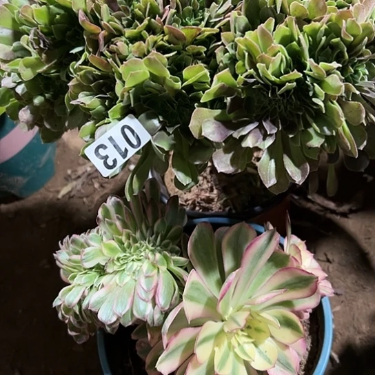 漩**辑多肉植物两个