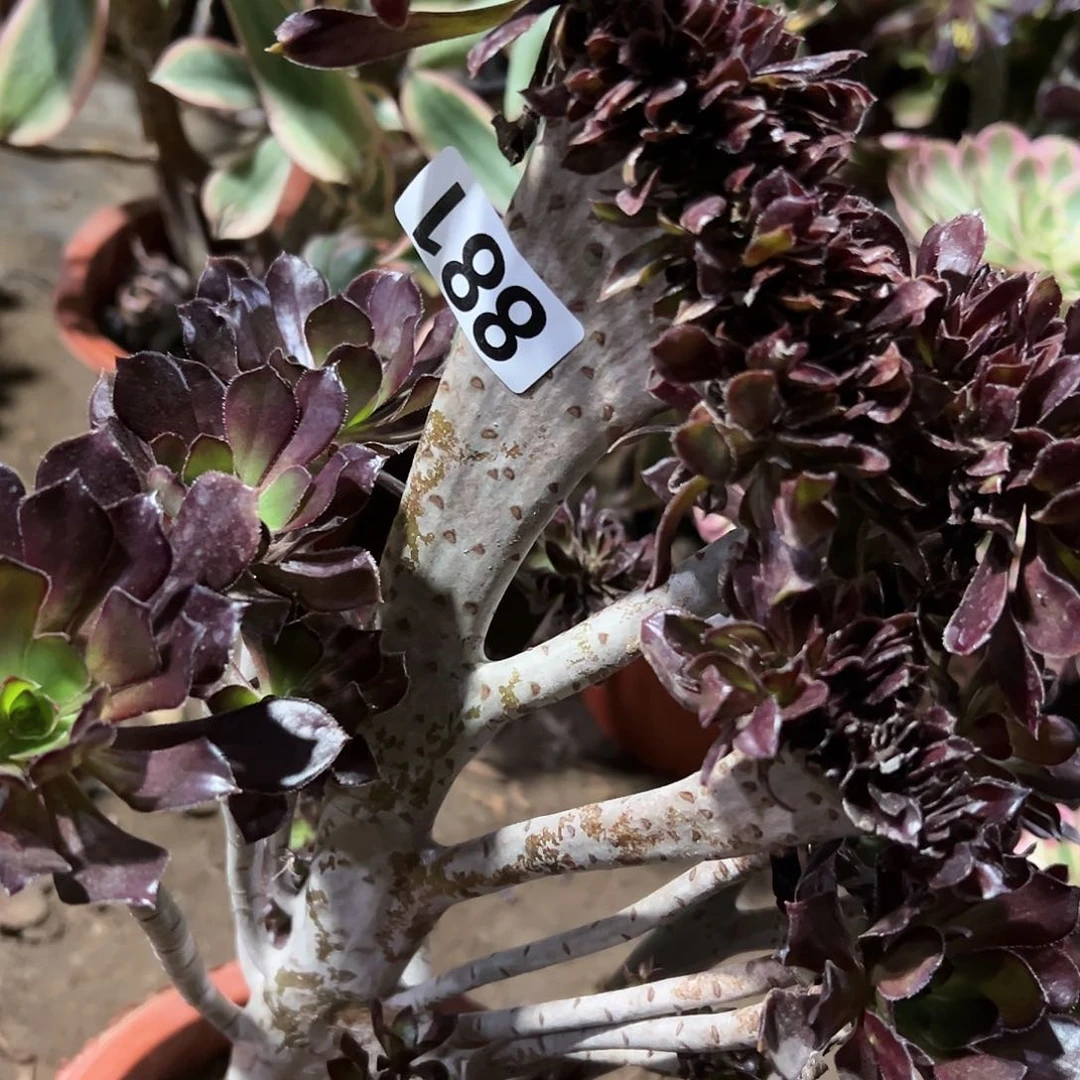 用****兰多肉植物一个