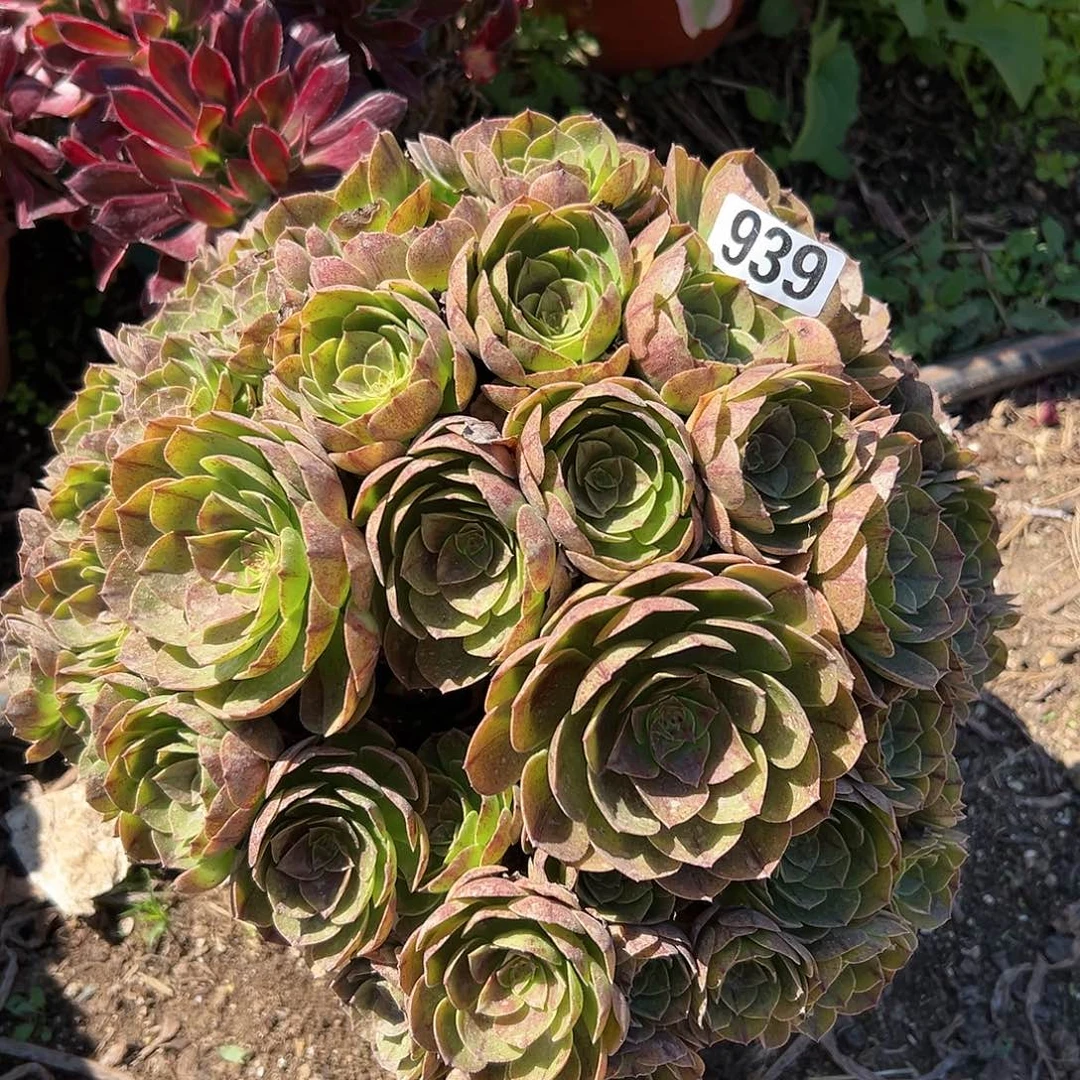 不*。一颗多肉法师植物