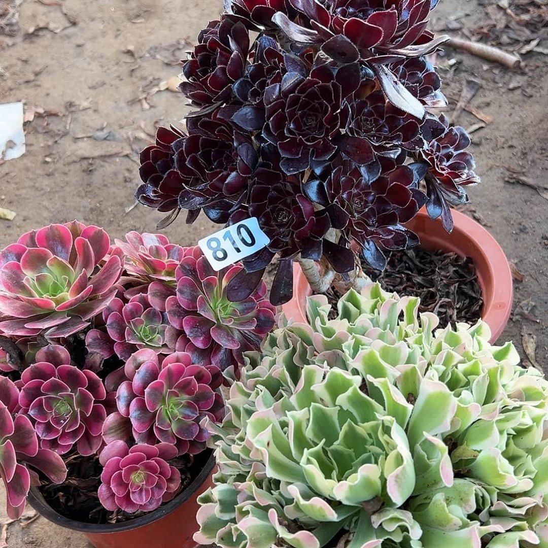 ?**?多肉植物三个