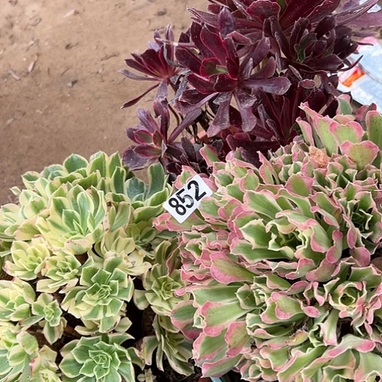 莲*多肉植物三个