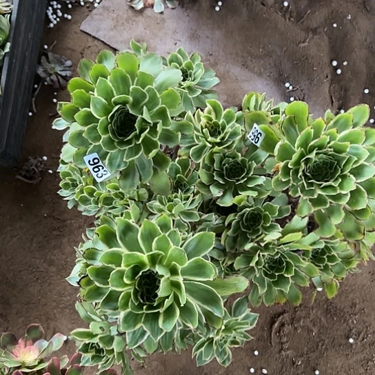 朵*多肉植物三个