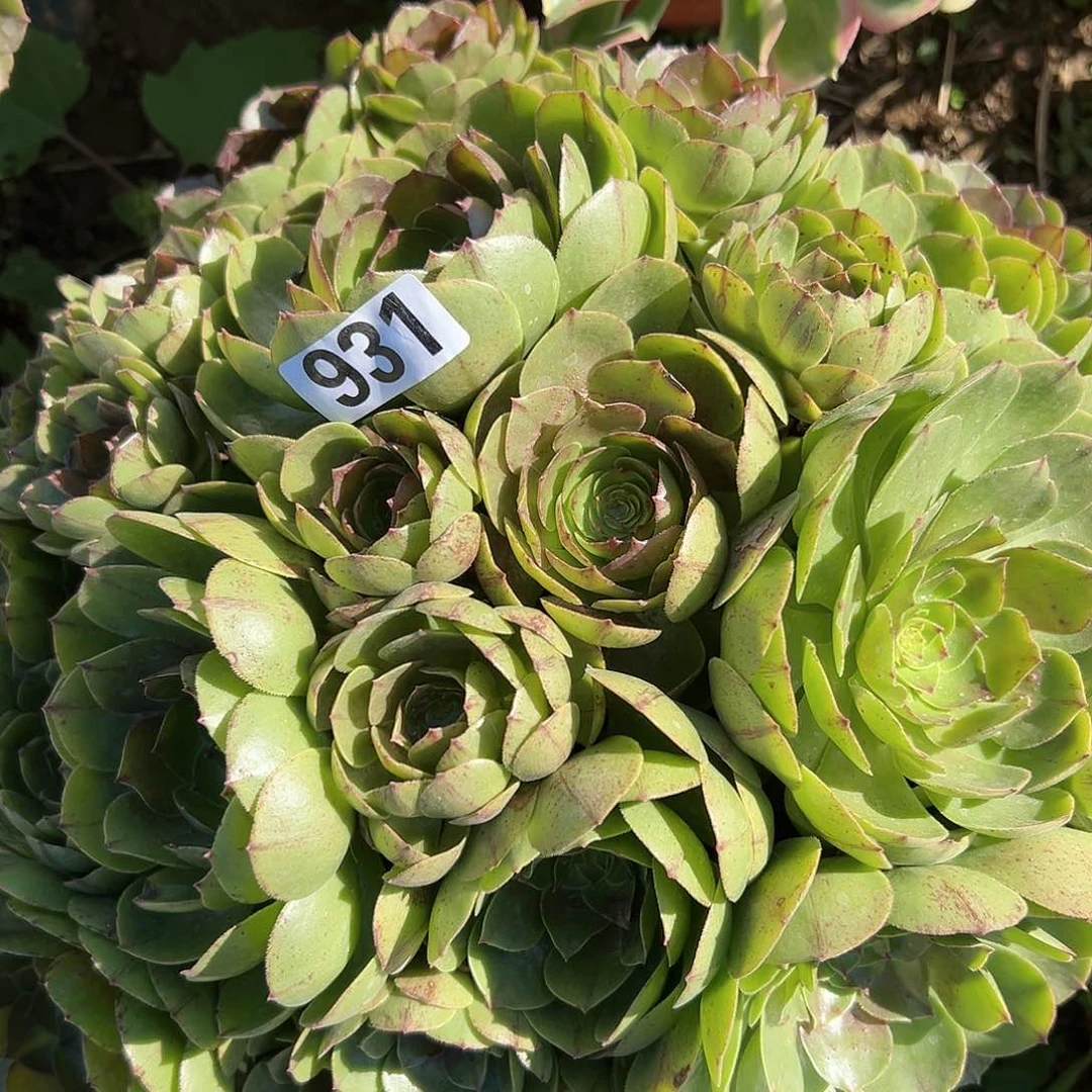 D****必一颗多肉法师植物