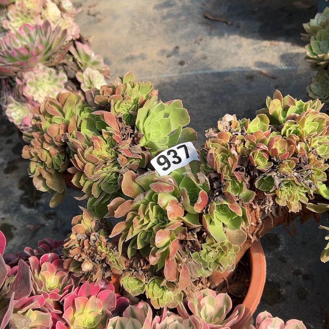 蛟**海多肉植物一代