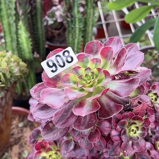 简***^多肉植物一个
