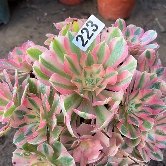 勇**涯多肉植物一个