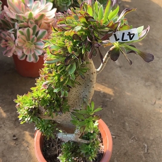 宛**空一颗多肉法师植物